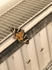 Euplagia quadripunctaria