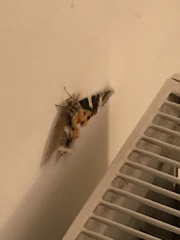 Euplagia quadripunctaria