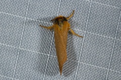 Bracharoa quadripunctata