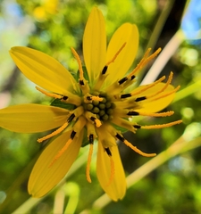 Silphium compositum