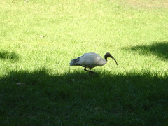 Threskiornis molucca