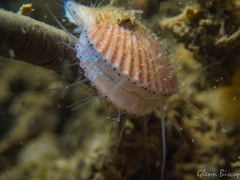 Aequipecten opercularis