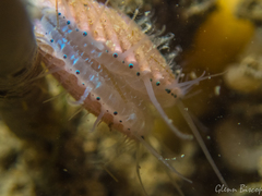 Aequipecten opercularis