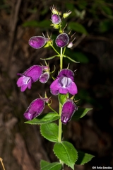 Penstemon bolanius