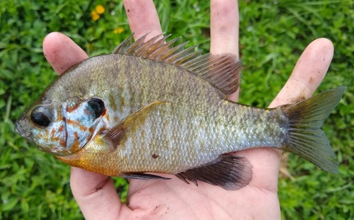 Bluegill × Redear Sunfish