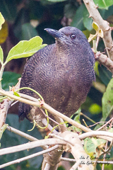 Zebrilus undulatus