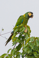 Primolius auricollis