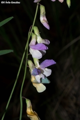 Lathyrus parvifolius