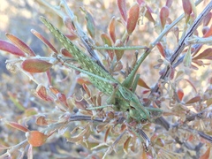 Capnobotes occidentalis