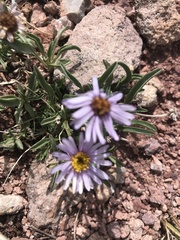 Erigeron leiomerus