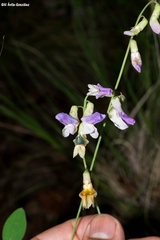 Lathyrus parvifolius
