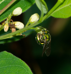 Augochloropsis viridula