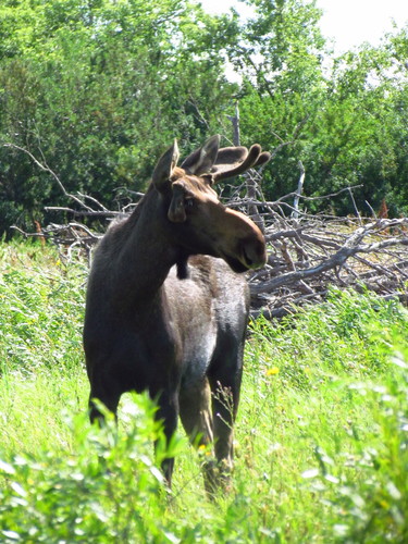 Moose photographed in North Dakota