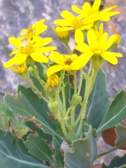 Othonna osteospermoides