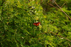 Danaus eresimus montezuma