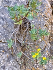 Othonna osteospermoides