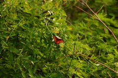 Danaus eresimus montezuma