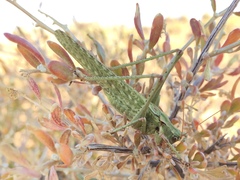 Capnobotes occidentalis