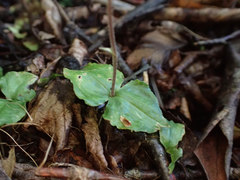 Neottia smallii