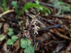 Neottia smallii