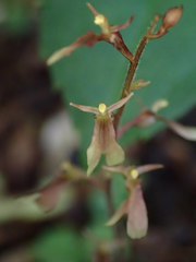 Neottia smallii