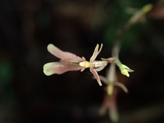 Neottia smallii