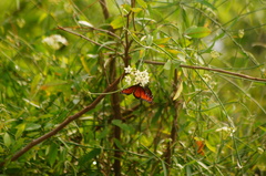 Danaus eresimus montezuma