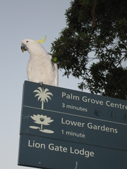 Cacatua galerita