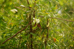 Danaus eresimus montezuma