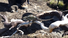 Trioceros sternfeldi