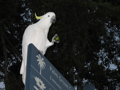 Cacatua galerita