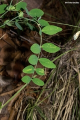 Lathyrus parvifolius