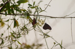 Danaus eresimus montezuma