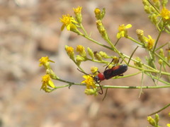 Crossidius discoideus