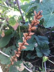 Orobanche minor