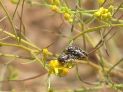 Acmaeodera bacchariphaga