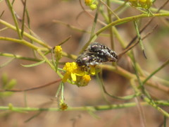 Acmaeodera bacchariphaga