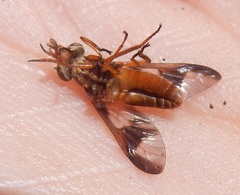 Chrysops flavidus