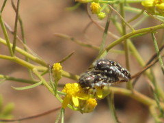 Acmaeodera bacchariphaga