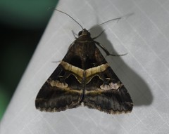 Melipotis perpendicularis