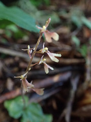 Neottia smallii