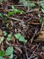 Neottia smallii