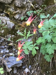 Aquilegia elegantula