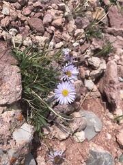 Erigeron leiomerus