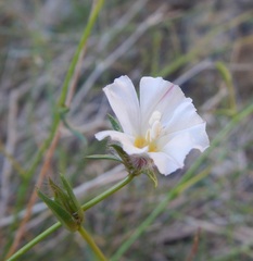 Convolvulus virgatus