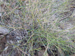 Convolvulus virgatus