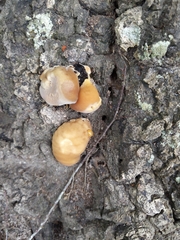 Trichoderma peltatum