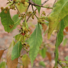 Brachychiton diversifolius