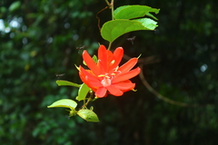 Passiflora coccinea