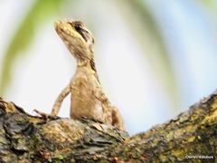 Basiliscus vittatus